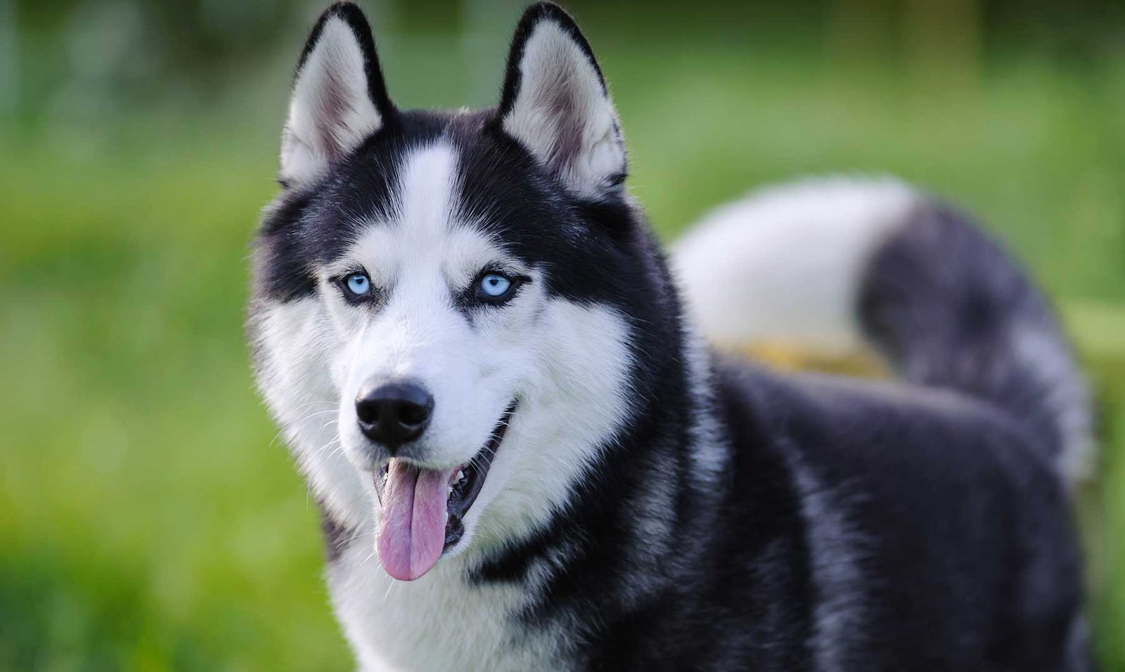 perrito1